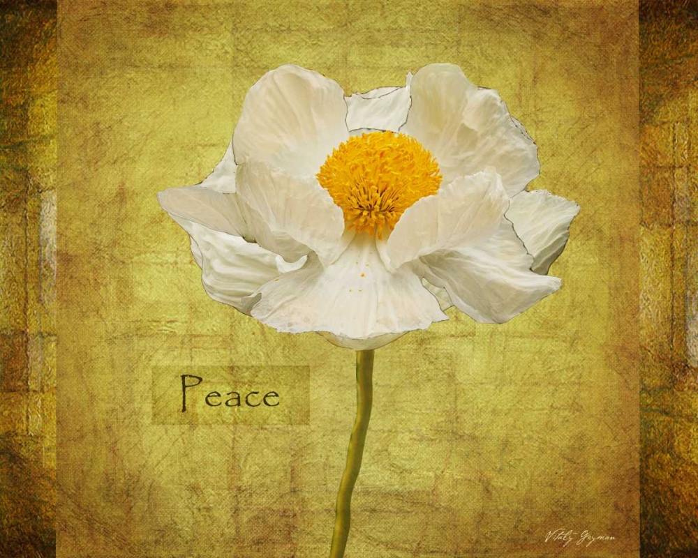 White Poppy Peace art print by Vitaly Geyman for $57.95 CAD
