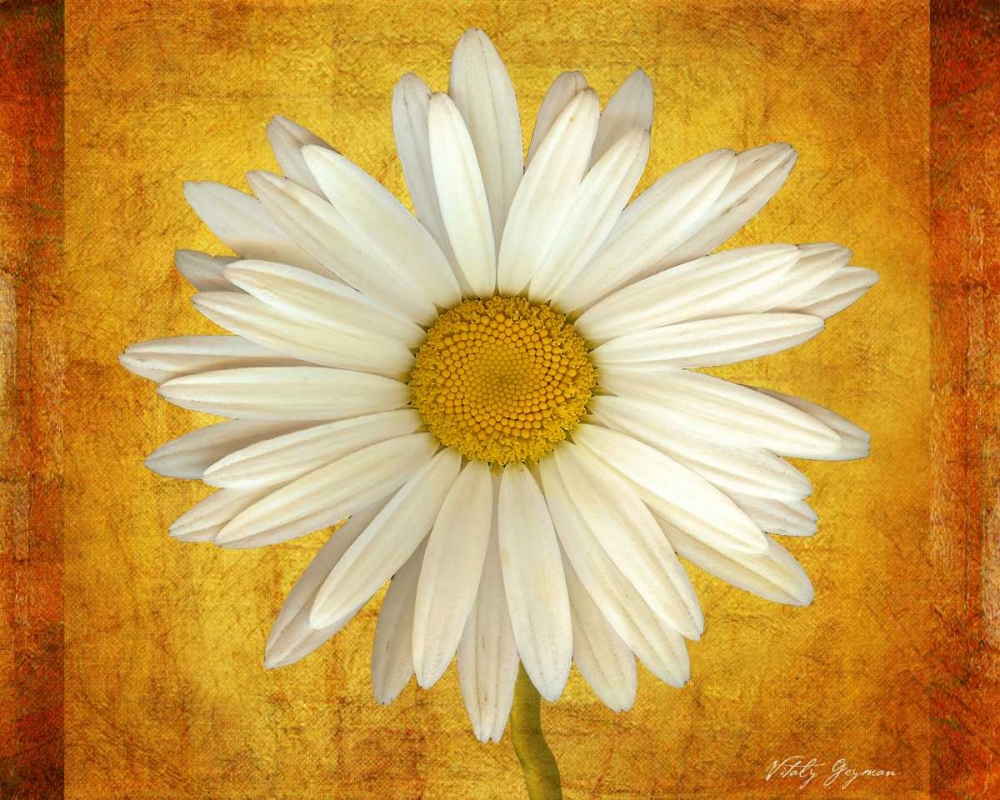 Daisy in Gold art print by Vitaly Geyman for $57.95 CAD