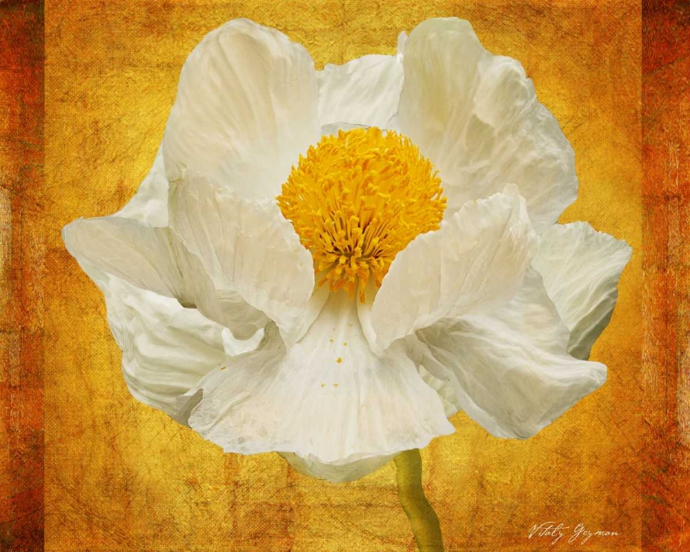Poppy in Gold art print by Vitaly Geyman for $57.95 CAD