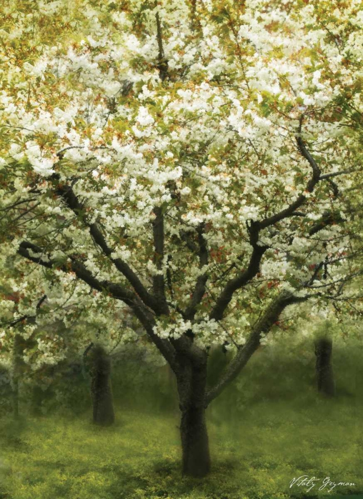 White Cherry Tree I art print by Vitaly Geyman for $57.95 CAD