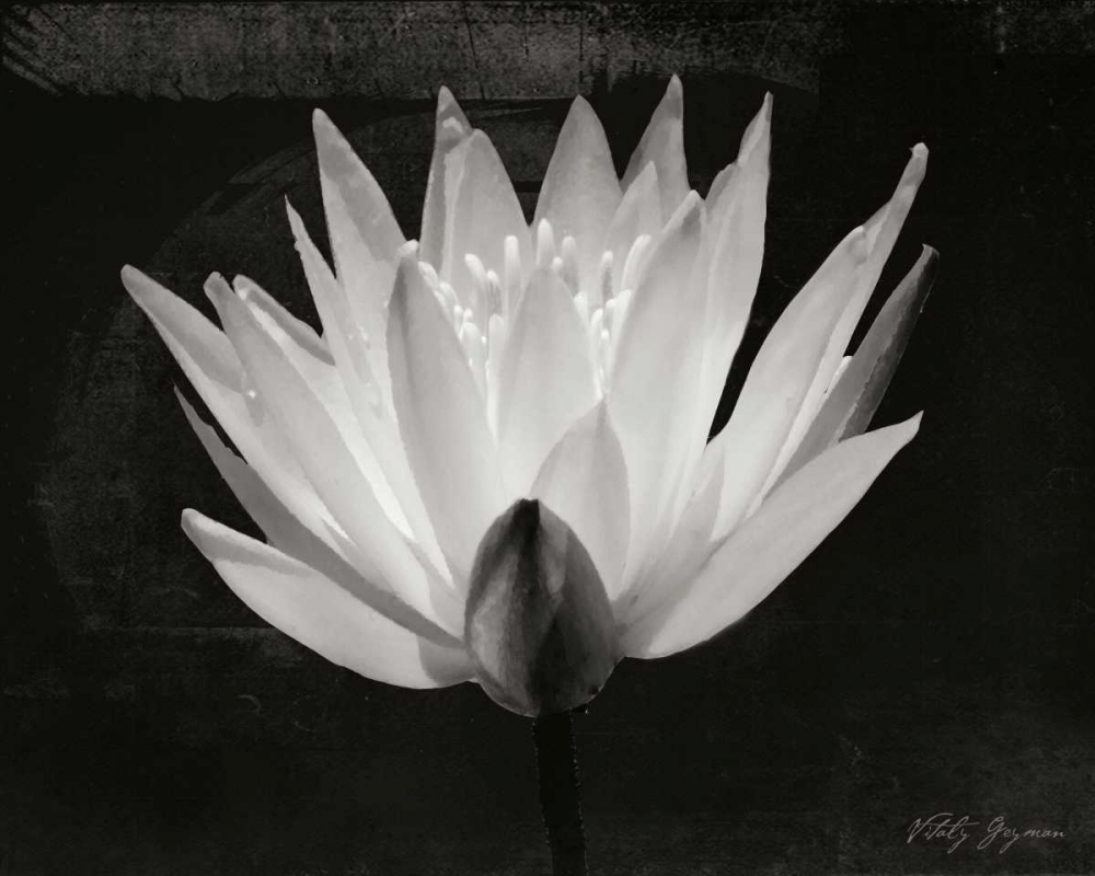 Glowing Lotus I art print by Vitaly Geyman for $57.95 CAD