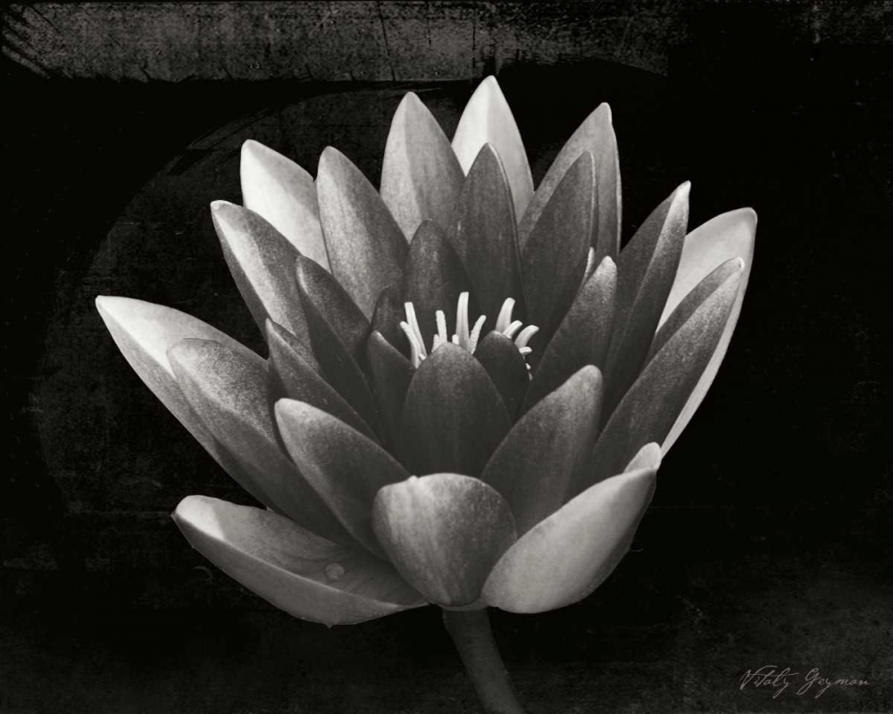 Glowing Lotus II art print by Vitaly Geyman for $57.95 CAD
