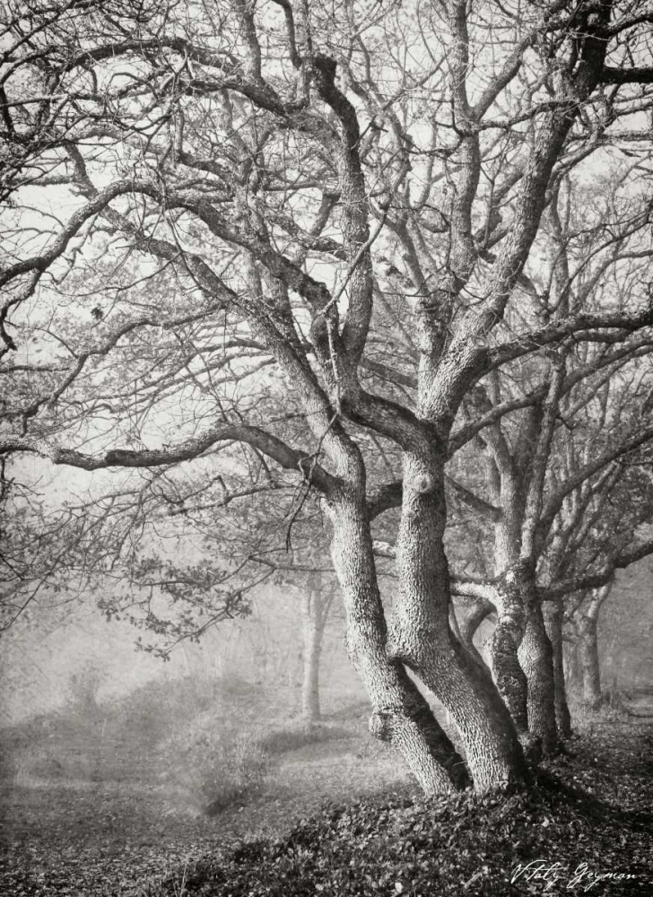 Tree in the Mist VI BandW art print by Vitaly Geyman for $57.95 CAD