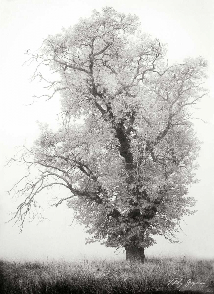 Misty Oak I BandW art print by Vitaly Geyman for $57.95 CAD