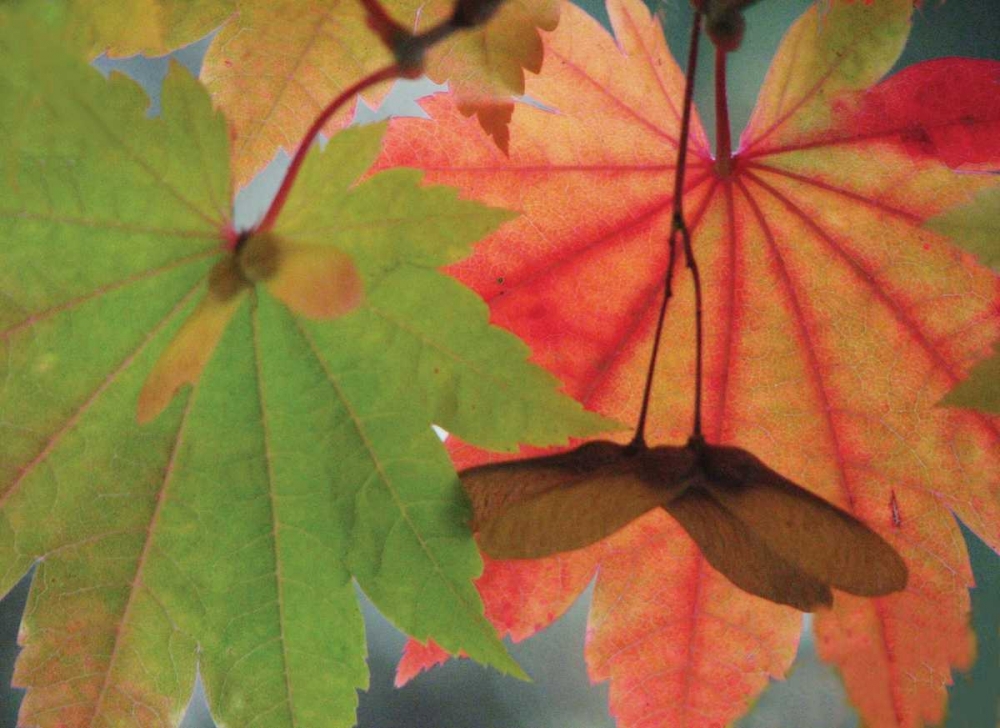 Maple Leaves Perfection I art print by Vitaly Geyman for $57.95 CAD