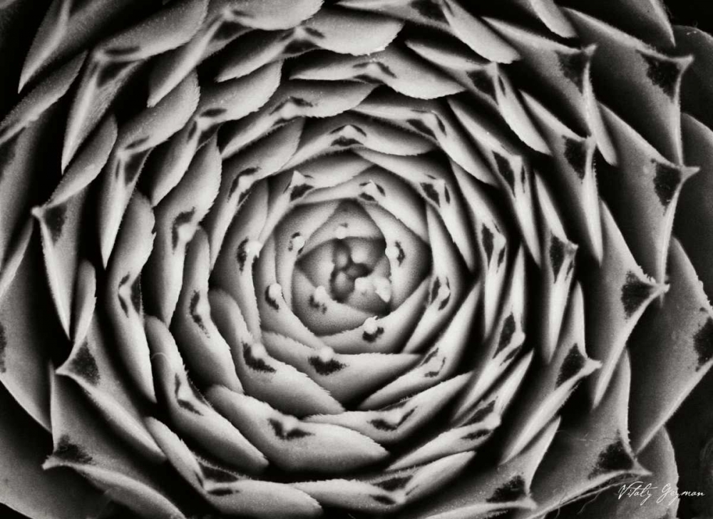 Floral Labyrinth I art print by Vitaly Geyman for $57.95 CAD