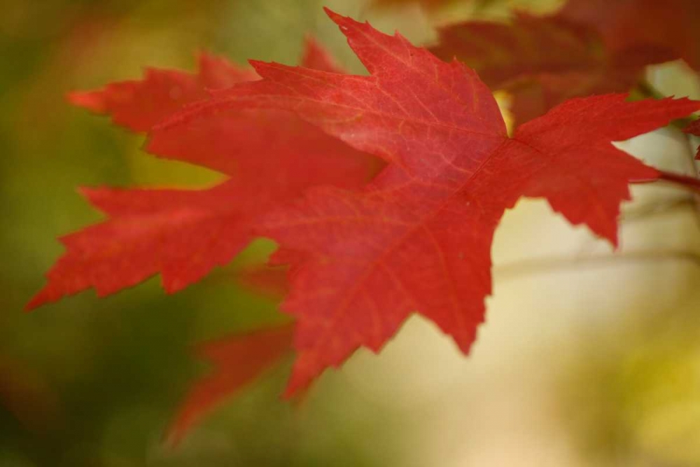 Maple Fire Leaves I art print by Vitaly Geyman for $57.95 CAD