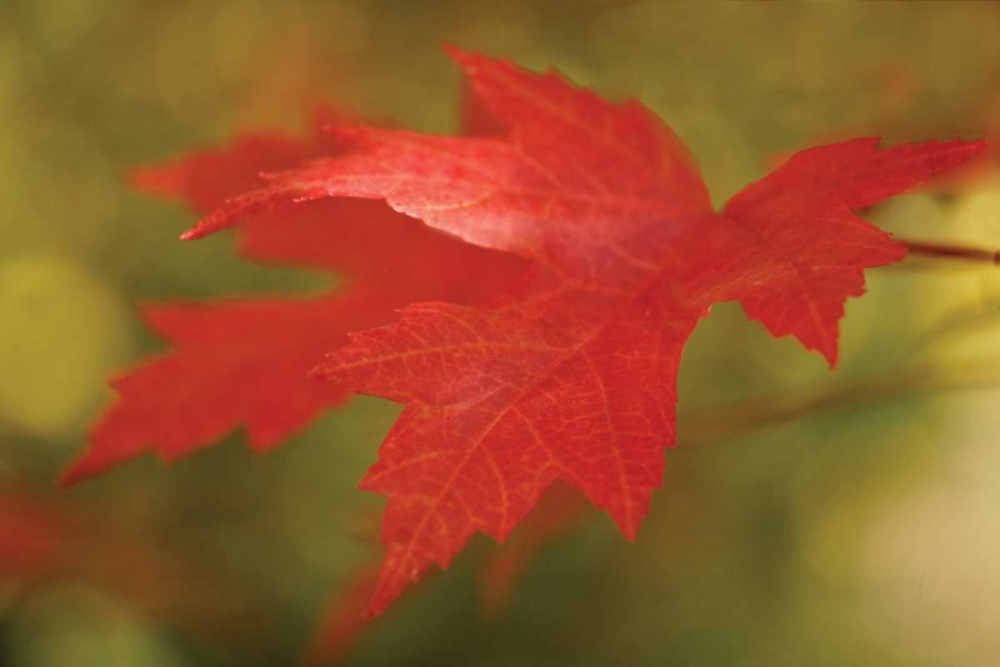 Maple Fire Leaves II art print by Vitaly Geyman for $57.95 CAD