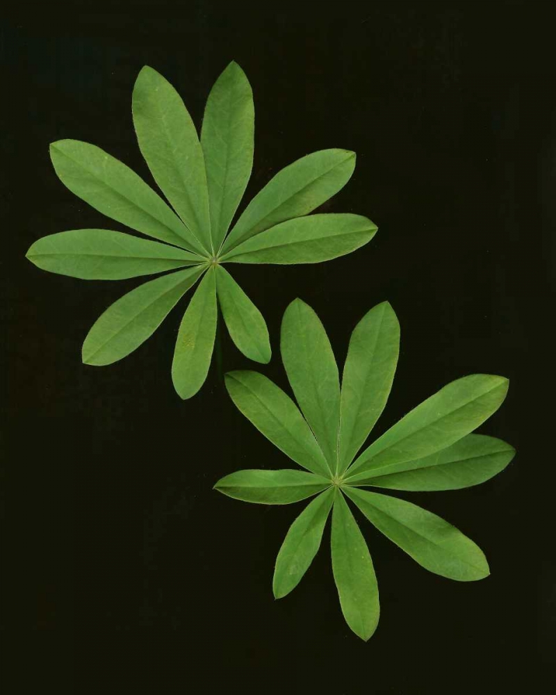 Green Leaves I art print by Vitaly Geyman for $57.95 CAD