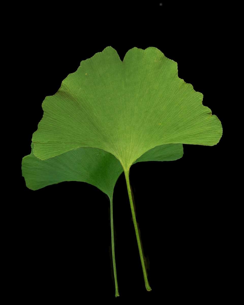 Green Leaves IV art print by Vitaly Geyman for $57.95 CAD