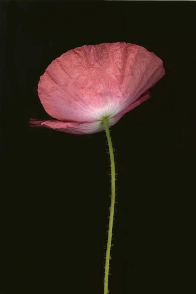 Pink Poppy I art print by Vitaly Geyman for $57.95 CAD