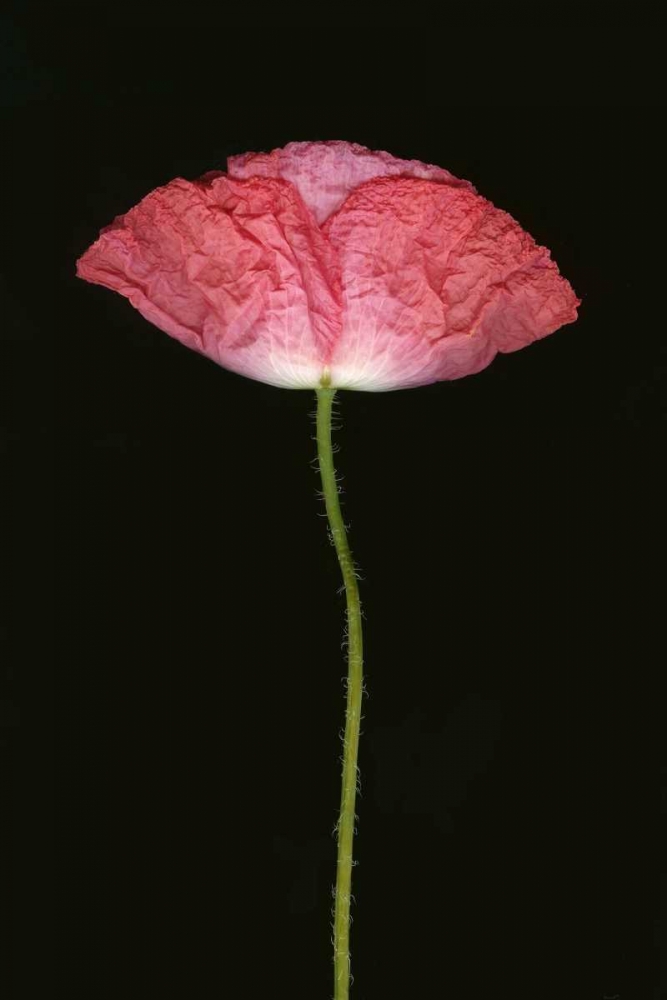 Pink Poppy II art print by Vitaly Geyman for $57.95 CAD
