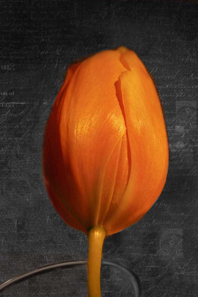 Tulip Letter II art print by Vitaly Geyman for $57.95 CAD