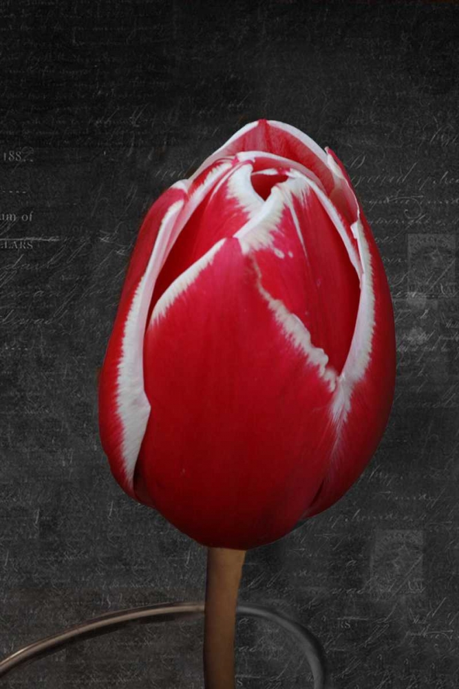 Tulip Letter III art print by Vitaly Geyman for $57.95 CAD