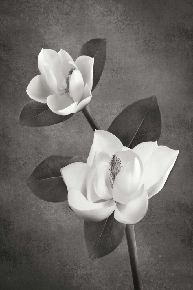 Magnolia Duet II BandW art print by Vitaly Geyman for $57.95 CAD
