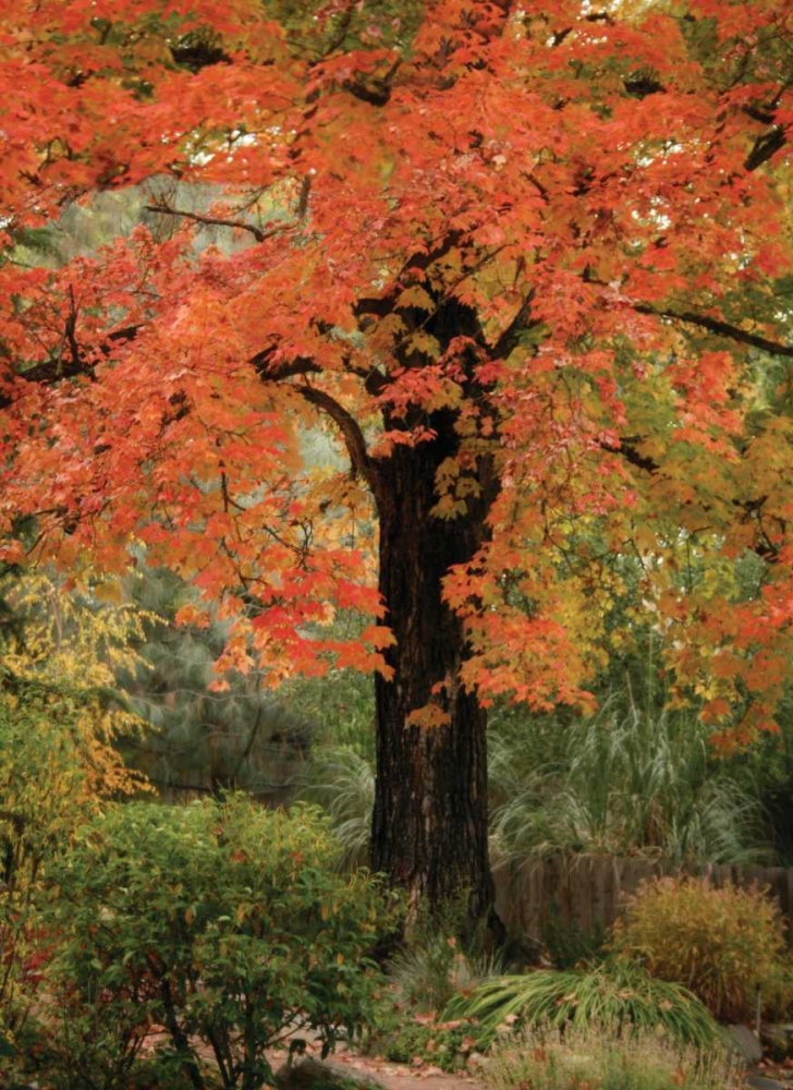 Fall Maple Fever III art print by Vitaly Geyman for $57.95 CAD