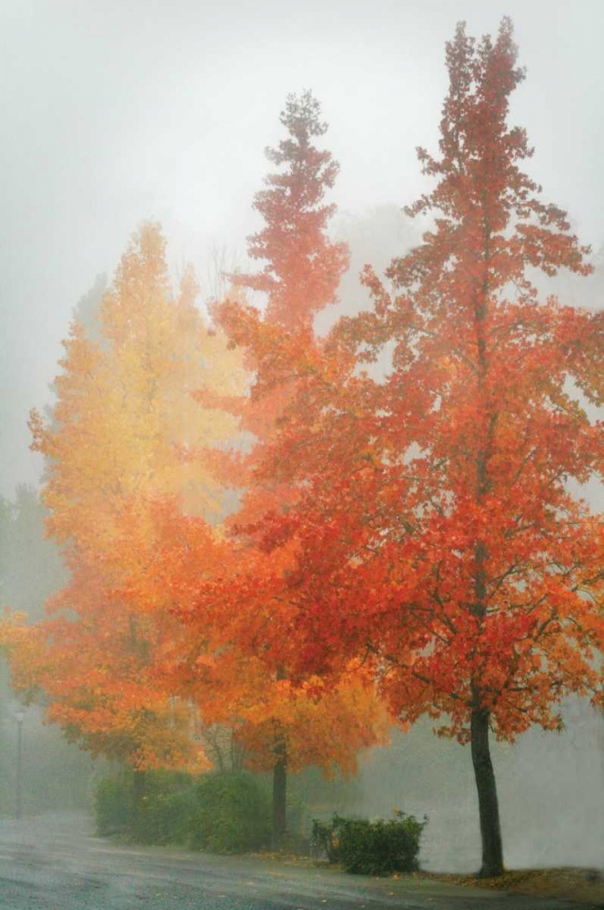 Colors in the Mist I art print by Vitaly Geyman for $57.95 CAD