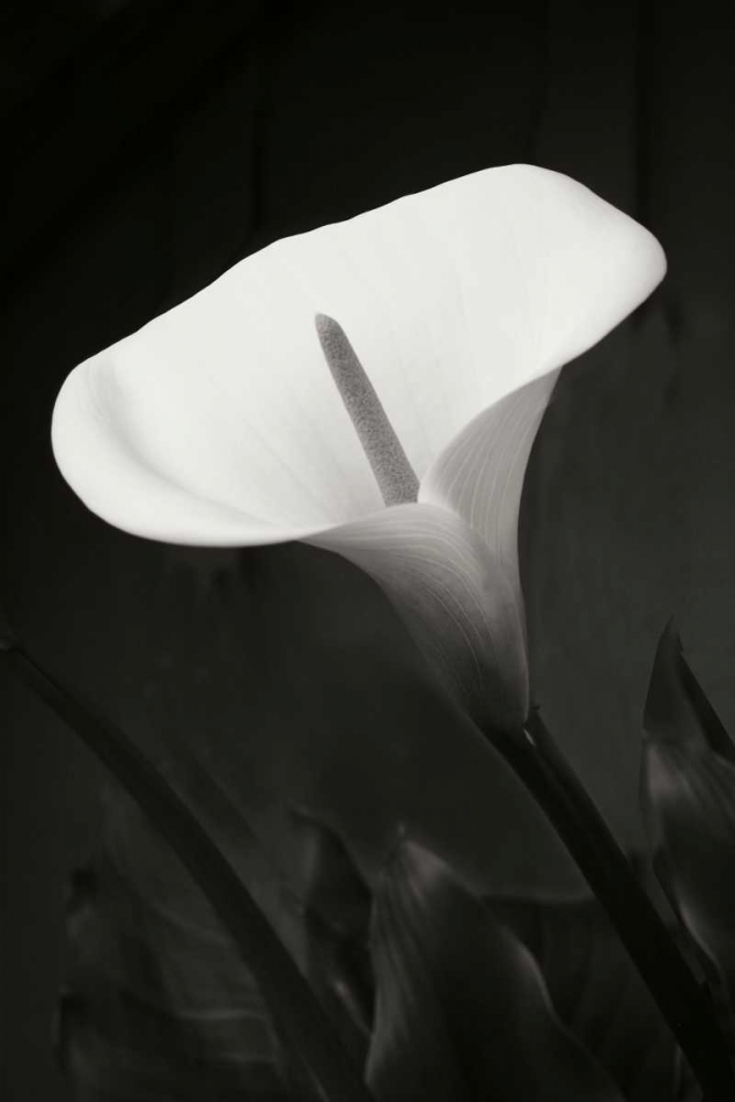 Calla Lily Perfection I art print by Vitaly Geyman for $57.95 CAD