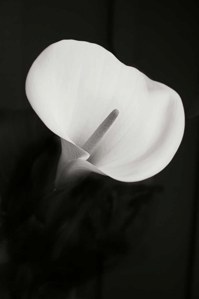 Calla Lily Perfection II art print by Vitaly Geyman for $57.95 CAD