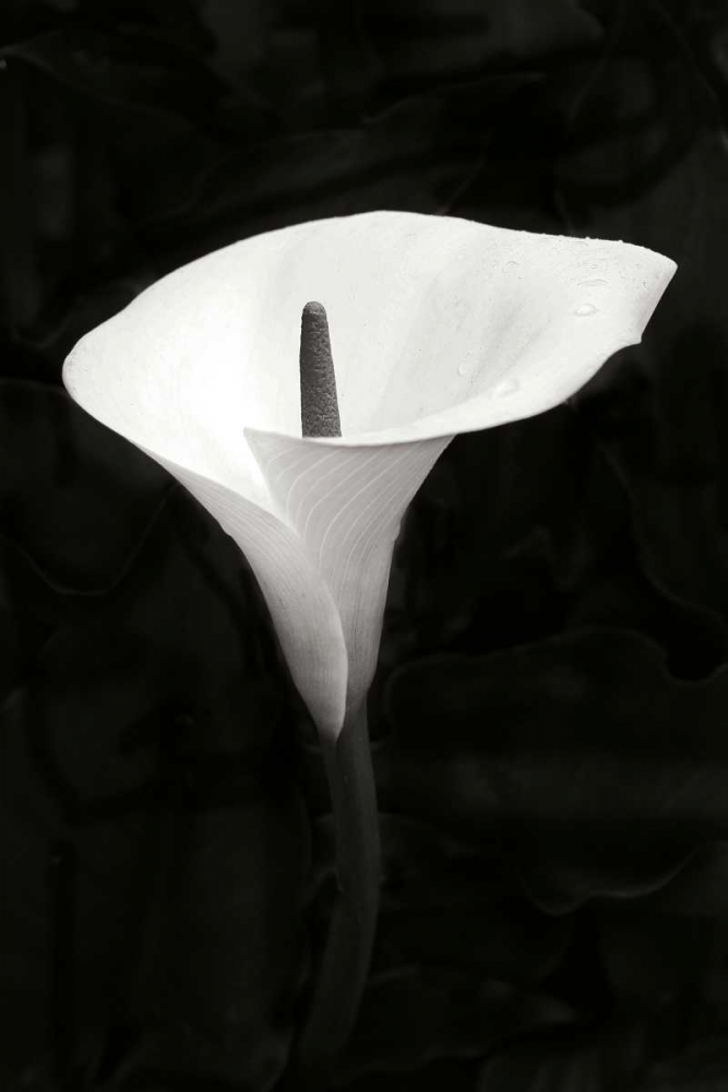 Calla Lily Perfection III art print by Vitaly Geyman for $57.95 CAD