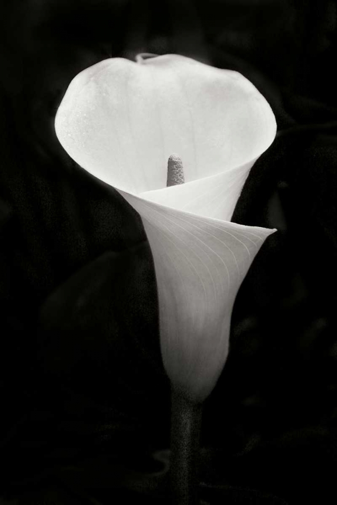Calla Lily Perfection IV art print by Vitaly Geyman for $57.95 CAD