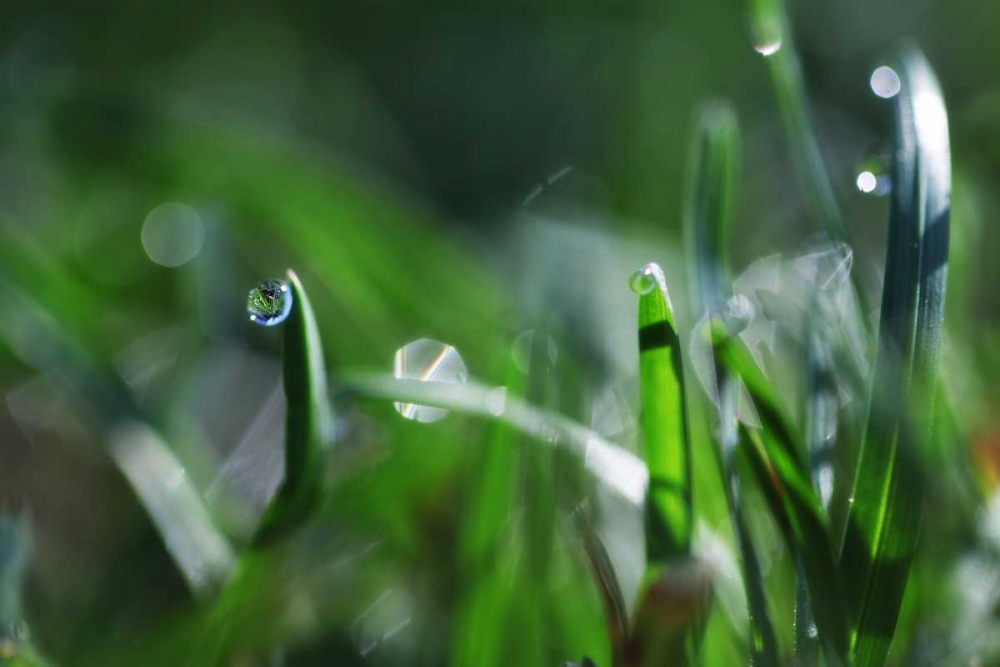 Dew Drops I art print by Leesa White for $57.95 CAD