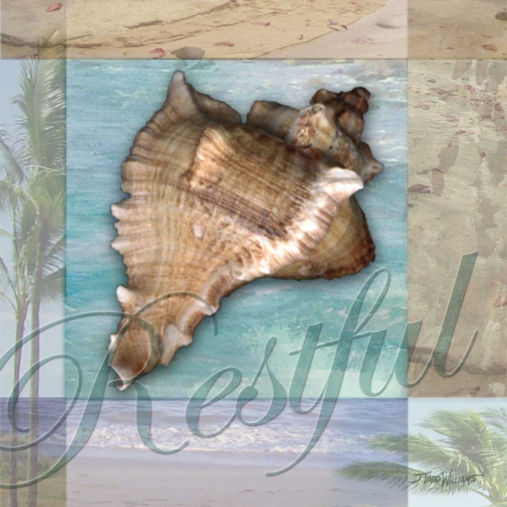 Restful Shell art print by Todd Williams for $57.95 CAD