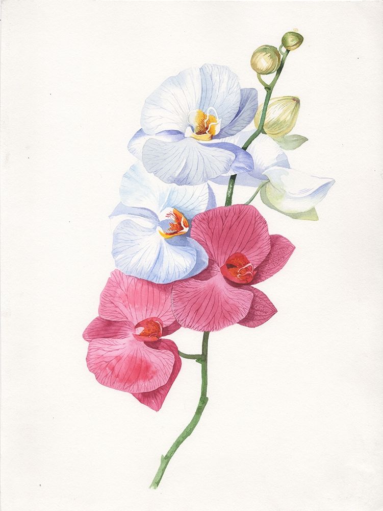 Orchid flowers art print by Samira Yanushkova for $57.95 CAD