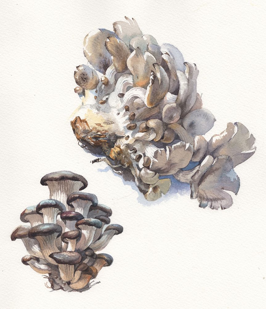 Mushrooms art print by Samira Yanushkova for $57.95 CAD