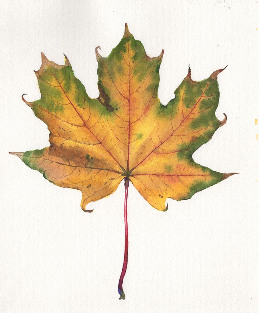 Autumn leaf art print by Samira Yanushkova for $57.95 CAD