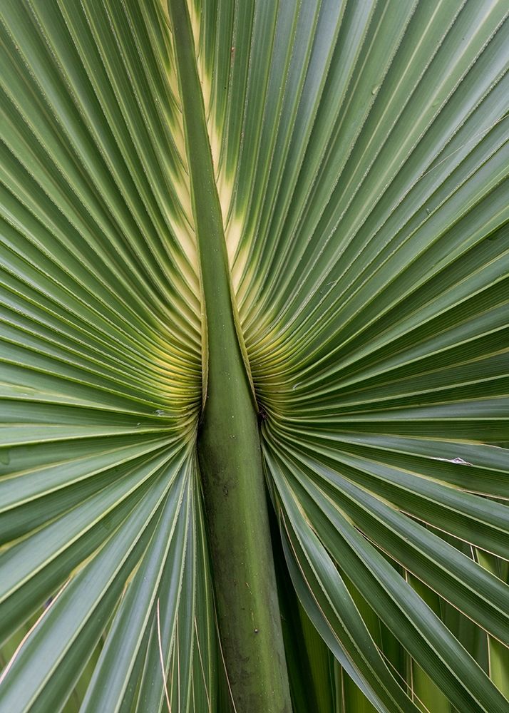 Palm Detail I art print by Danny Head for $57.95 CAD