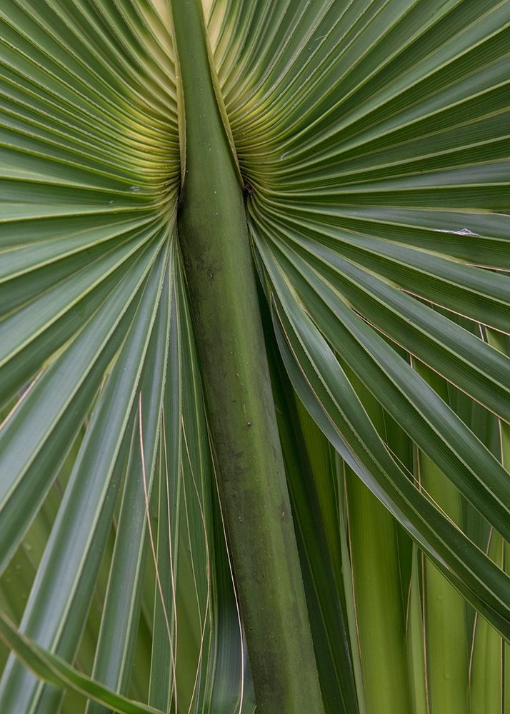 Palm Detail II art print by Danny Head for $57.95 CAD
