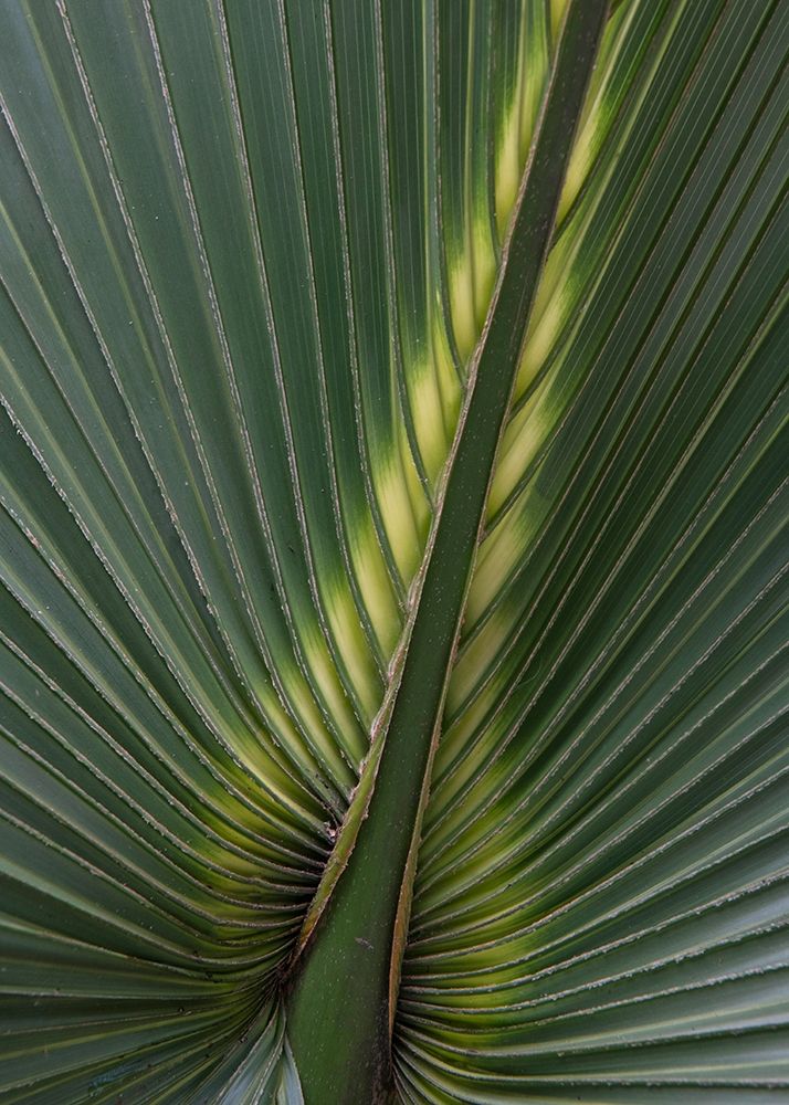 Palm Detail IV art print by Danny Head for $57.95 CAD