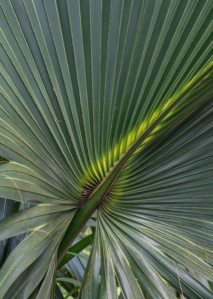 Palm Detail V art print by Danny Head for $57.95 CAD