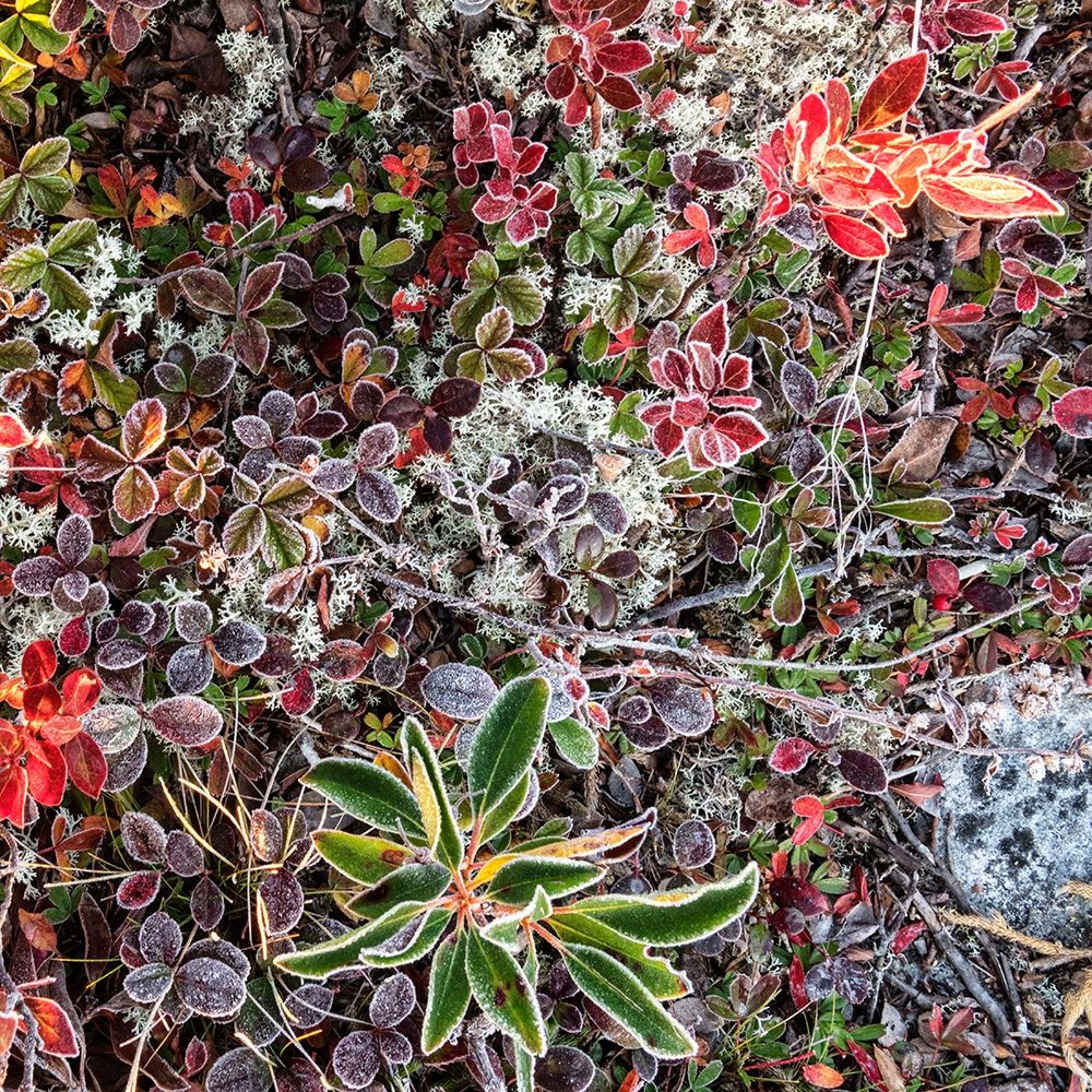 Ground Cover I art print by Danny Head for $57.95 CAD