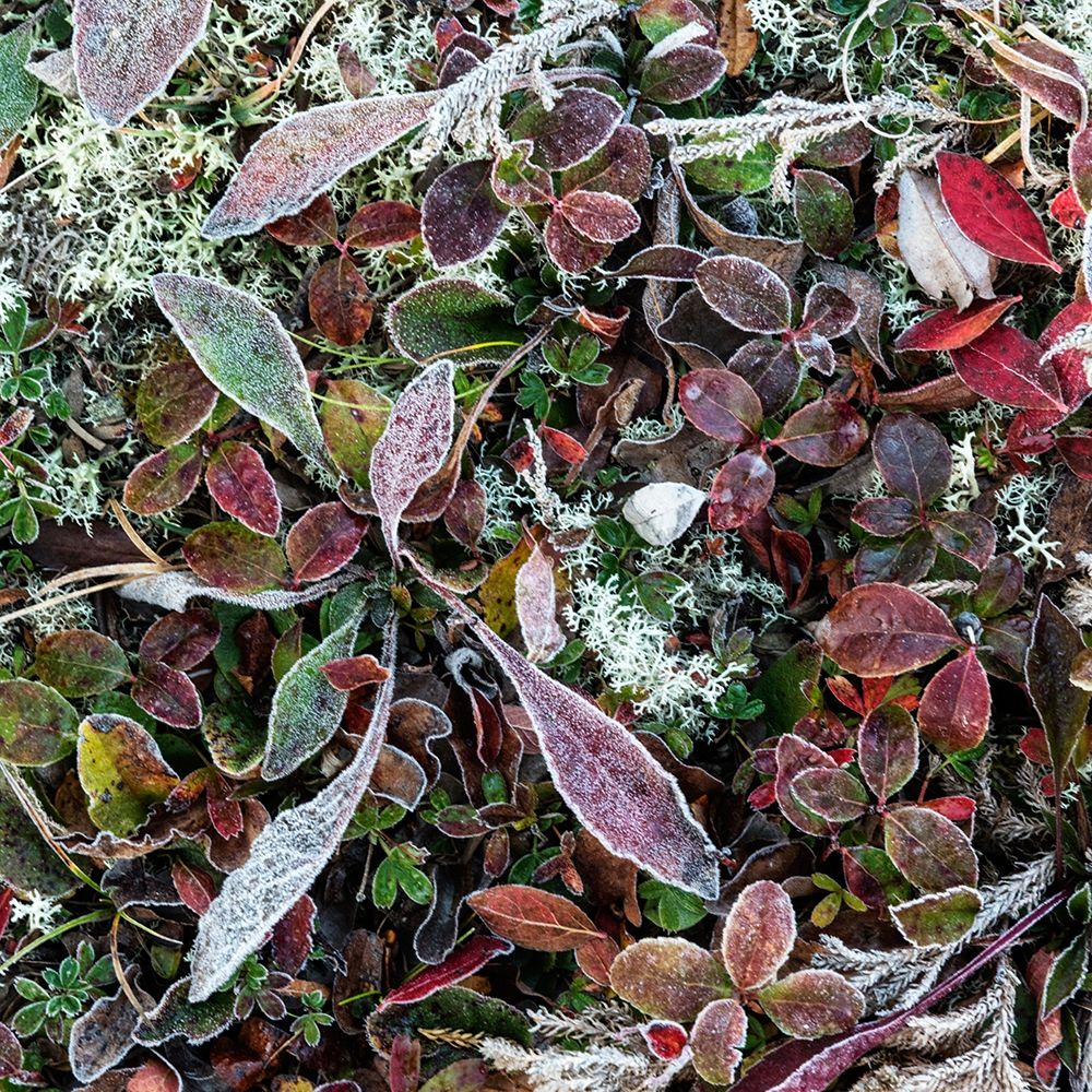 Ground Cover IV art print by Danny Head for $57.95 CAD