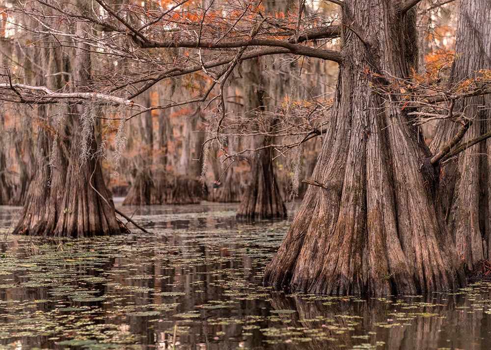 On the Bayou I art print by Danny Head for $57.95 CAD
