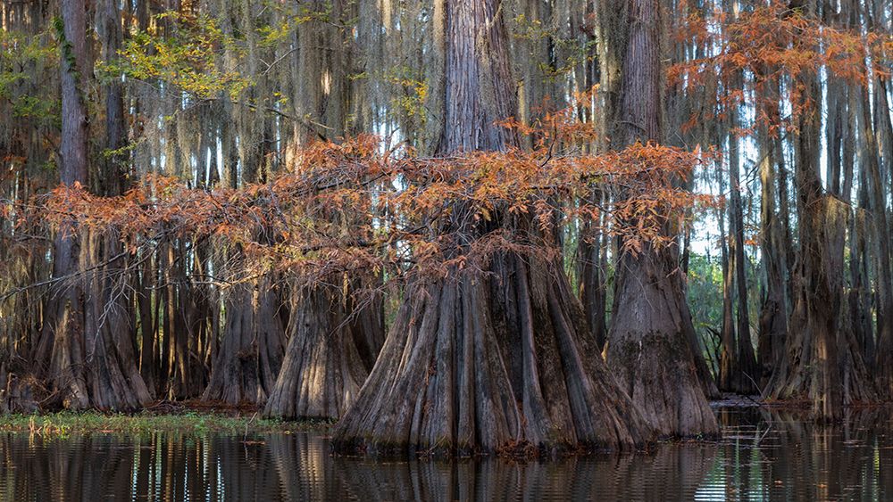 On the Bayou II art print by Danny Head for $57.95 CAD