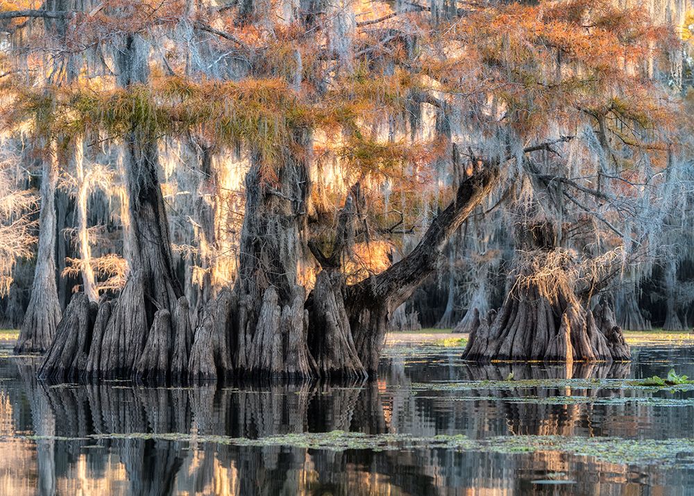 Bayou Morning art print by Danny Head for $57.95 CAD
