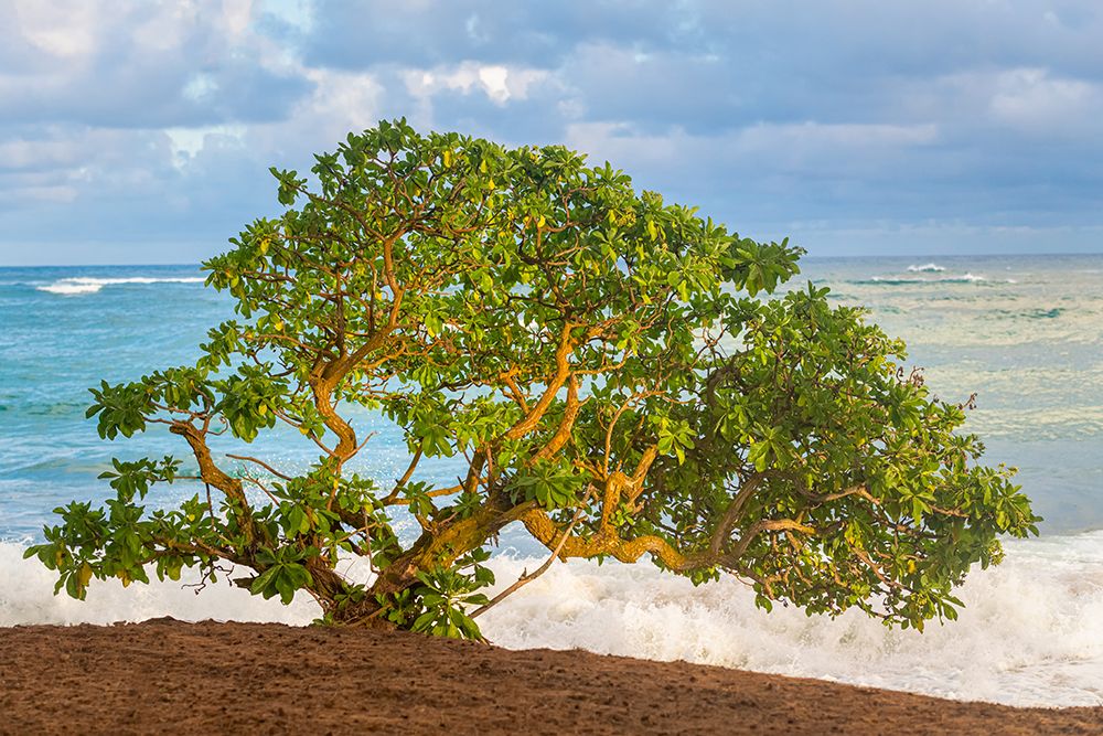 Beachside Tree art print by Danny Head for $57.95 CAD