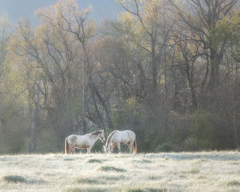 Morning Graze art print by Danny Head for $57.95 CAD
