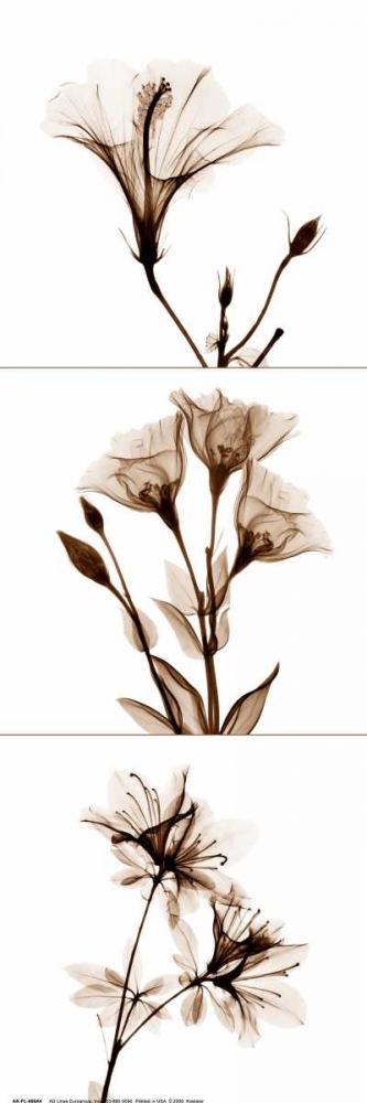Sepia Floral Tryp Tych I art print by Albert Koetsier for $57.95 CAD