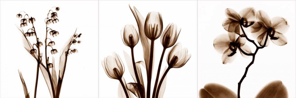 Sepia Floral Tryp Tych II art print by Albert Koetsier for $57.95 CAD