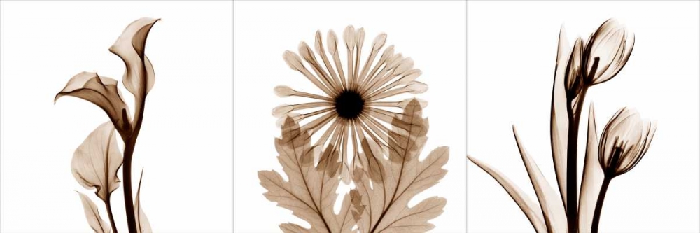 Sepia Floral Tryp Tych III art print by Albert Koetsier for $57.95 CAD