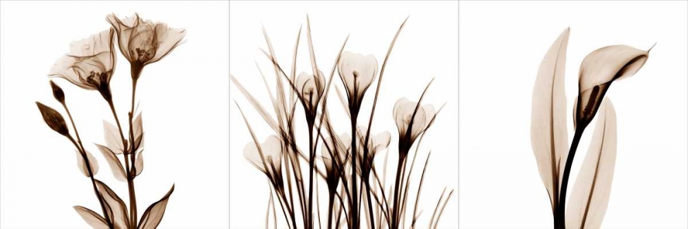 Sepia Floral Tryp Tych IV art print by Albert Koetsier for $57.95 CAD