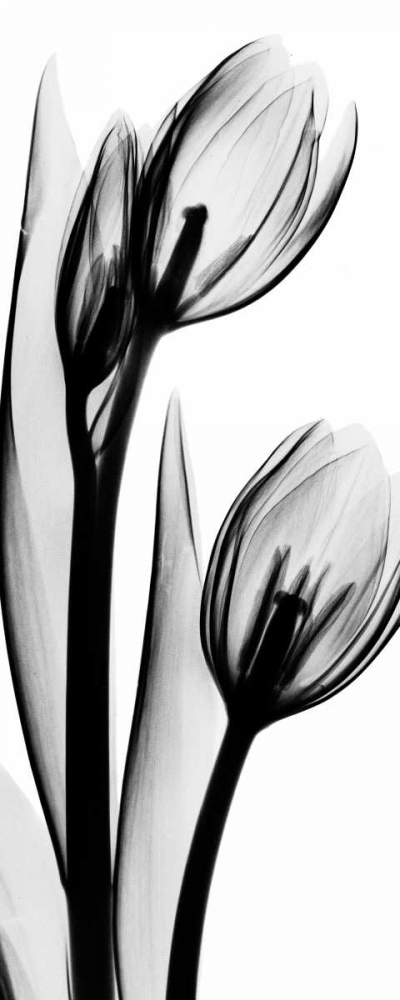Tulip in BandW2 art print by Albert Koetsier for $57.95 CAD