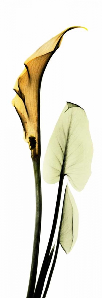 Calla Lily in Gold 2 art print by Albert Koetsier for $57.95 CAD