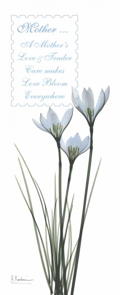 White Rain Lily - Mother art print by Albert Koetsier for $57.95 CAD