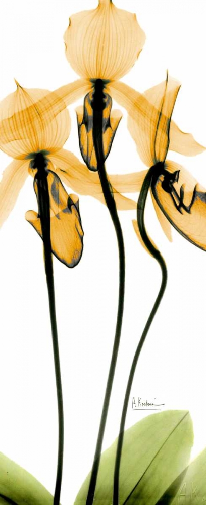 Orchid in Color art print by Albert Koetsier for $57.95 CAD