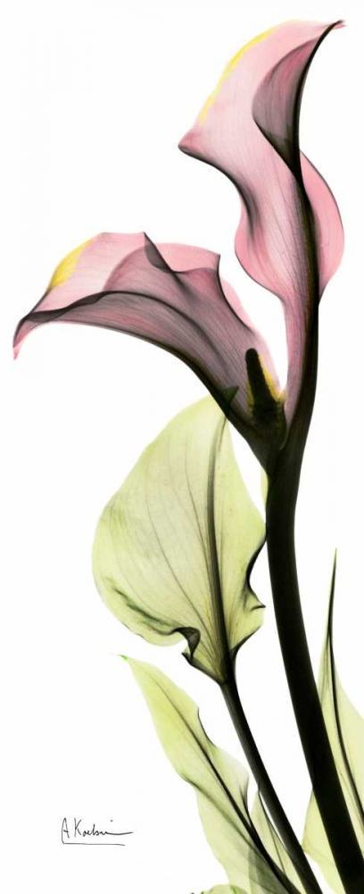 Calla Lily in Color art print by Albert Koetsier for $57.95 CAD